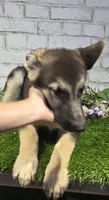 belinda, a female German Shepherd Dog for sale in Donnellson, IA – 6 of 6