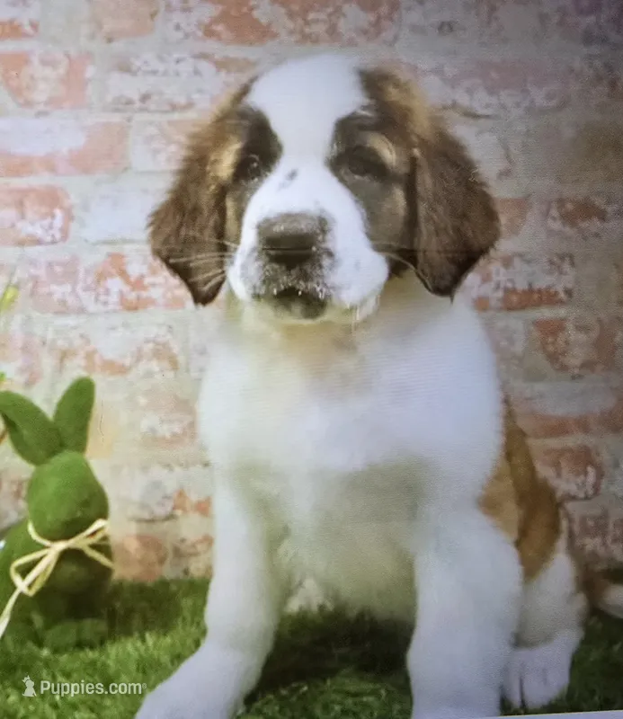 marcie – Saint Bernard puppy for sale in Donnellson, IA