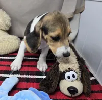 roger, a male Beagle for sale in Donnellson, IA – 1 of 4