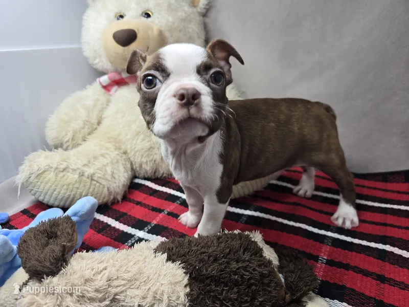 missi – Boston Terrier puppy for sale in Donnellson, IA