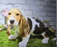 moochie, a male Basset Hound for sale in Donnellson, IA – 1 of 1