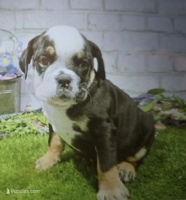 anna – English Bulldog puppy for sale in Donnellson, IA
