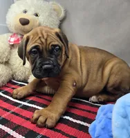 mangoe, a female Bullmastiff for sale in Donnellson, IA – 4 of 4
