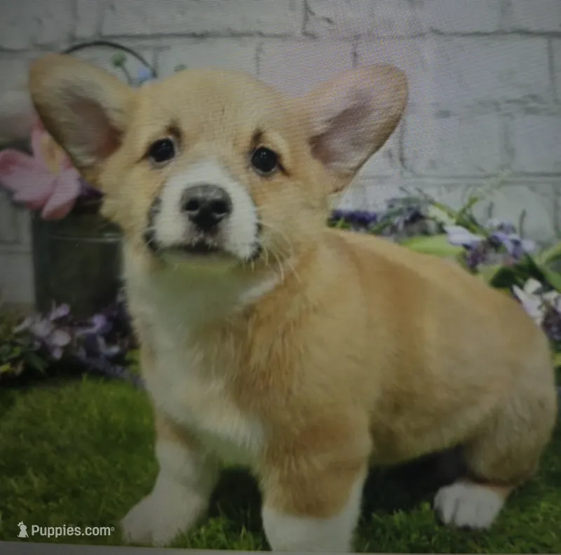 bistro – Pembroke Welsh Corgi puppy for sale in Donnellson, IA