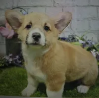bistro, a male Pembroke Welsh Corgi for sale in Donnellson, IA – 1 of 1