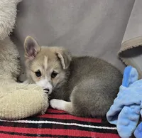 marty, a male Pembroke Welsh Corgi for sale in Donnellson, IA – 3 of 4