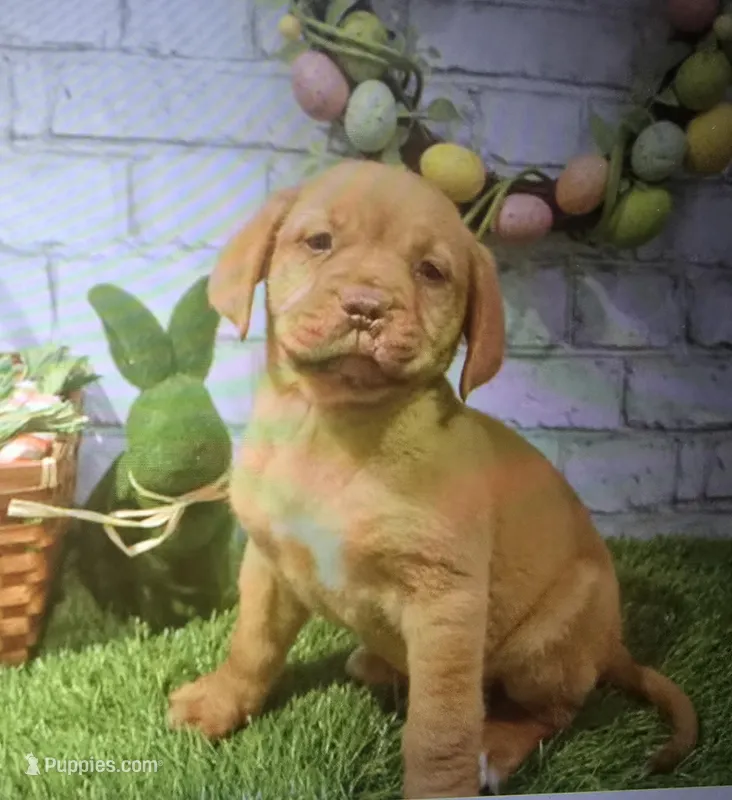 belle – Dogue de Bordeaux puppy for sale in Donnellson, IA
