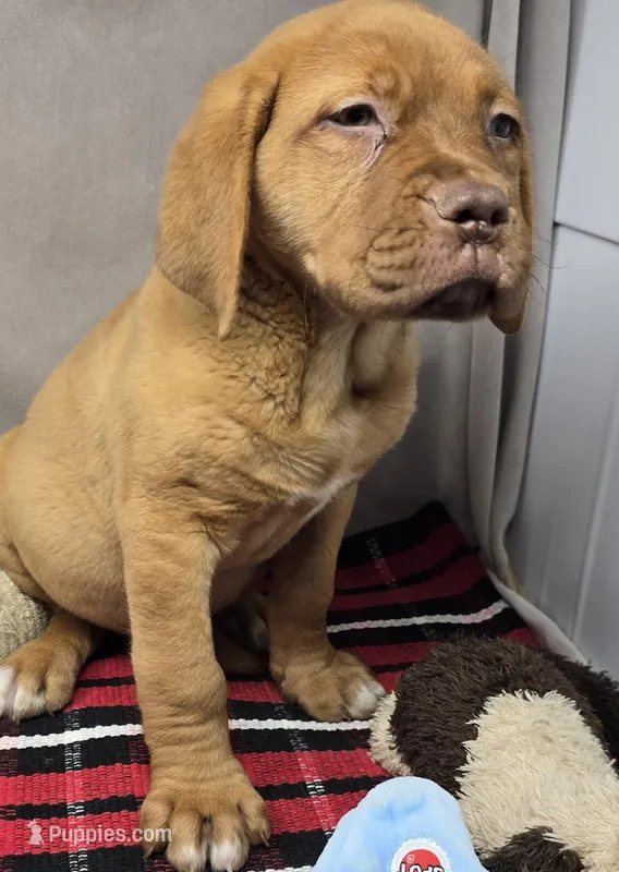 belle – Dogue de Bordeaux puppy for sale in Donnellson, IA
