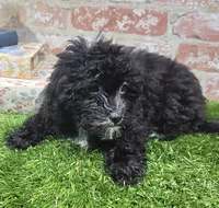 betsy, a female Shihpoo for sale in Donnellson, IA – 2 of 3