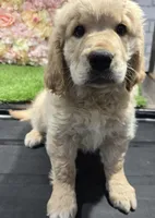 baina, a female Golden Retriever for sale in Donnellson, IA – Photo 3 of 5