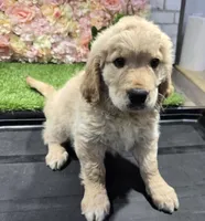 baina, a female Golden Retriever for sale in Donnellson, IA – Photo 4 of 5