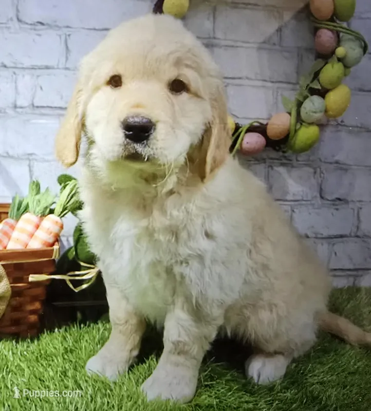 baina – Golden Retriever puppy for sale in Donnellson, IA