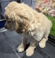 baina, a female Golden Retriever for sale in Donnellson, IA – Photo 2 of 5