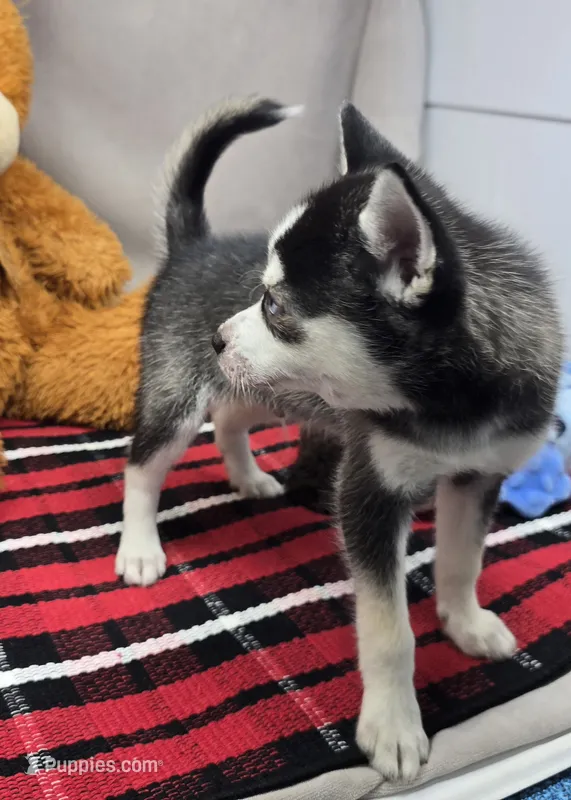 moss – Alaskan Klee Kai puppy for sale in Donnellson, IA