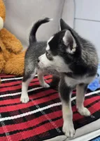 moss, a male Alaskan Klee Kai for sale in Donnellson, IA – 1 of 6