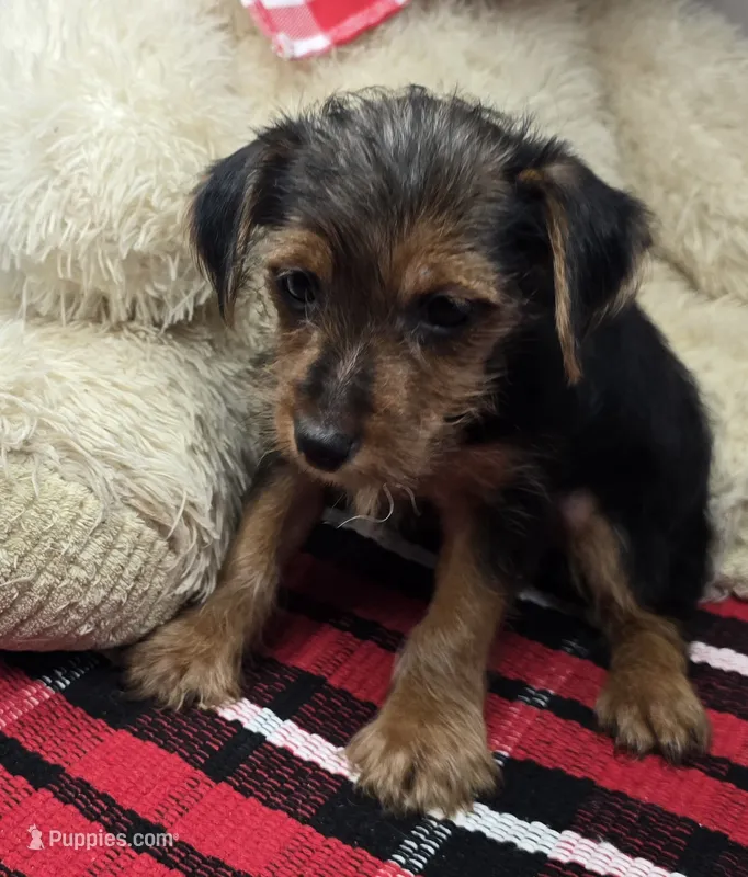 giselle – Yorkshire Terrier puppy for sale in Donnellson, IA