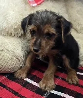 giselle, a female Yorkshire Terrier for sale in Donnellson, IA – 1 of 2