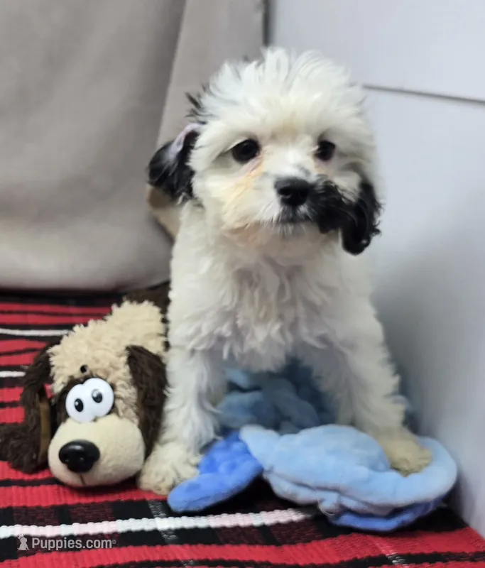 mika – Cavapoo puppy for sale in Donnellson, IA