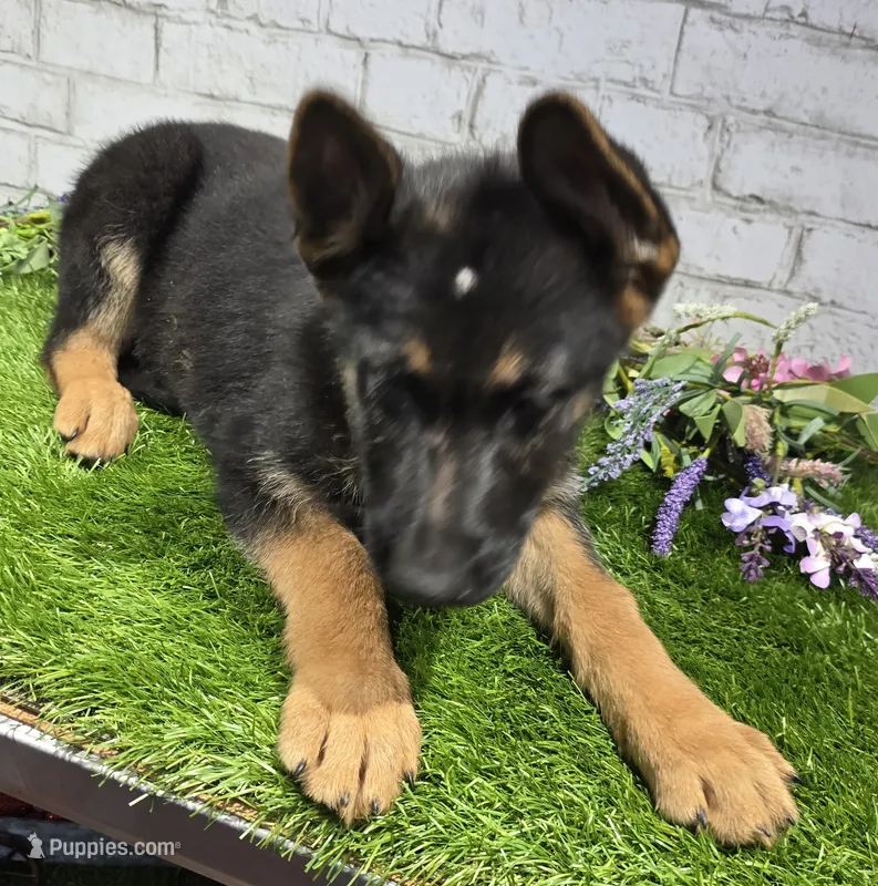 preppy – German Shepherd Dog puppy for sale in Donnellson, IA