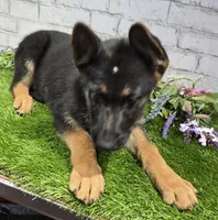 preppy, a male German Shepherd Dog for sale in Donnellson, IA – 2 of 5