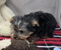 monty, a male Yorkshire Terrier for sale in Donnellson, IA – 3 of 4