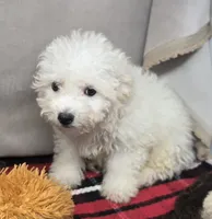 cameran, a male Bichon Frise for sale in Donnellson, IA – 3 of 4