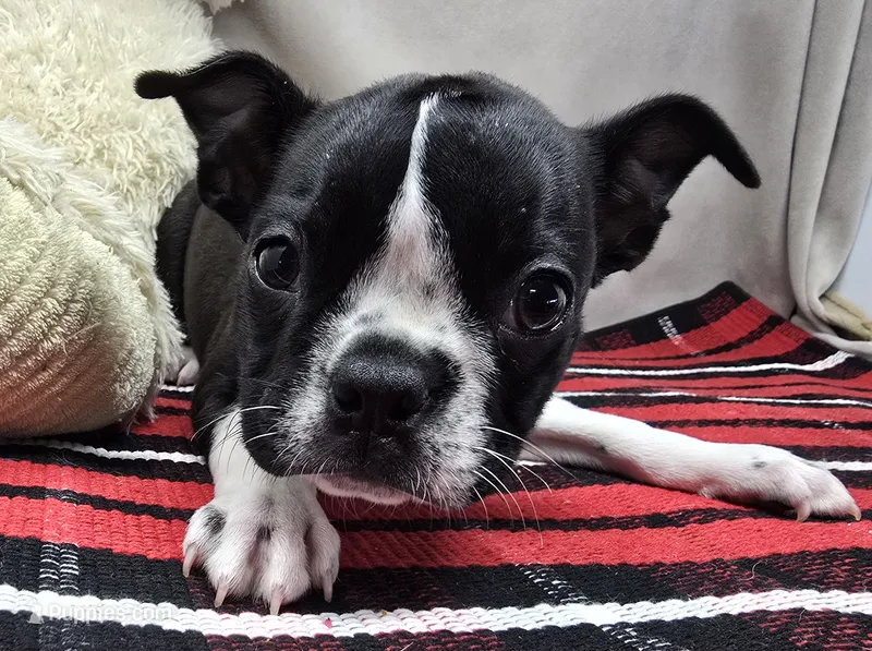 marty – Boston Terrier puppy for sale in Donnellson, IA