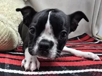 marty, a male Boston Terrier for sale in Donnellson, IA – 4 of 5