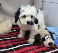 bert, a male Cavapoo for sale in Donnellson, IA – 3 of 5