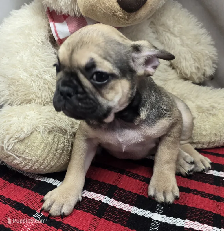 tracy – French Bulldog puppy for sale in Donnellson, IA