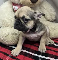 tracy, a female French Bulldog for sale in Donnellson, IA – 3 of 6