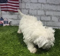 josh, a male West Highland White Terrier for sale in Donnellson, IA – 4 of 6