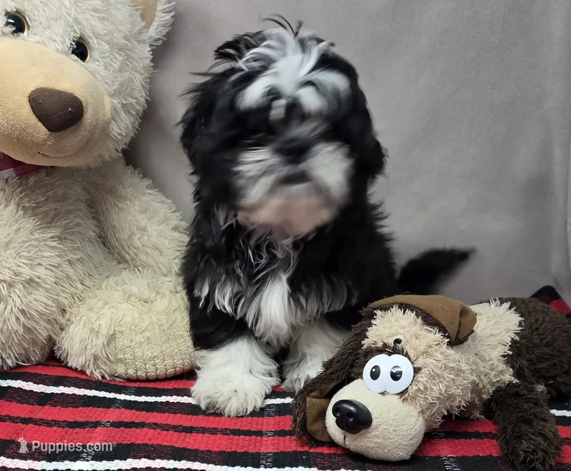 tomy – Shih Tzu puppy for sale in Donnellson, IA
