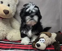 tomy, a male Shih Tzu for sale in Donnellson, IA – 3 of 3