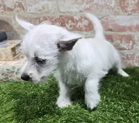 britney, a female West Highland White Terrier for sale in Donnellson, IA – 3 of 5