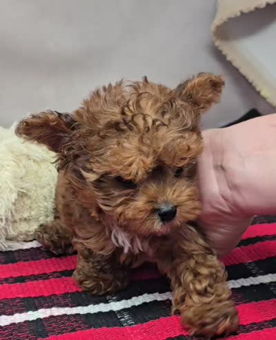 penny, a female Yorkipoo for sale in Donnellson, IA – 1 of 1