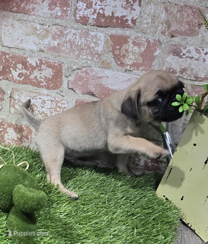 botsy – Pug puppy for sale in Donnellson, IA