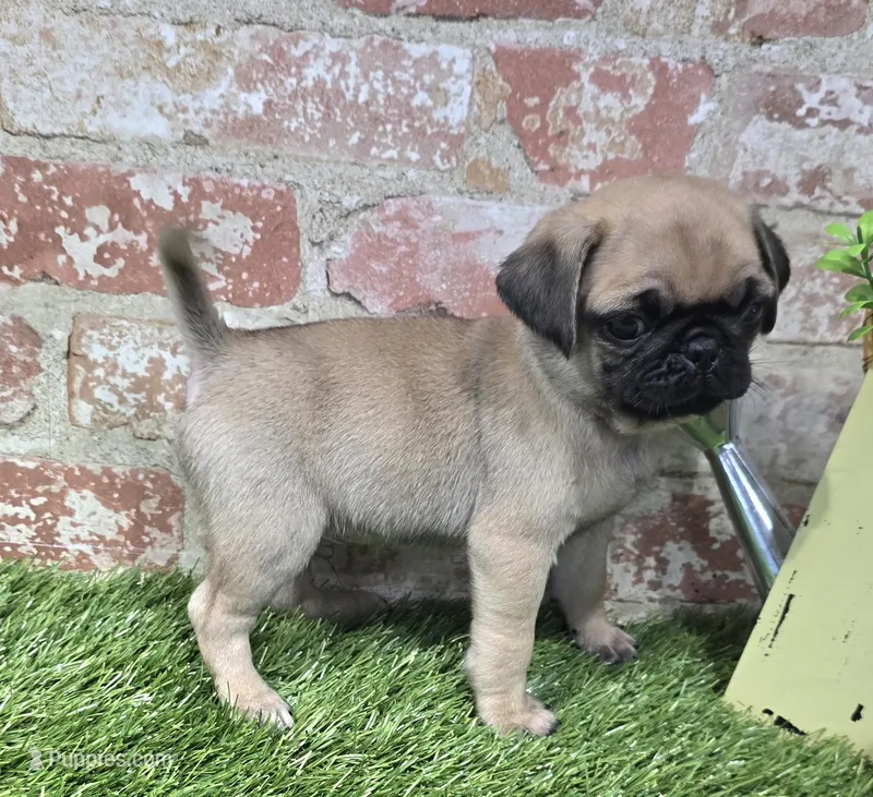 botsy, a male Pug for sale in Donnellson, IA – Photo 1 of 5