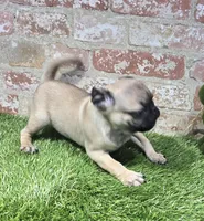 botsy, a male Pug for sale in Donnellson, IA – Photo 4 of 5