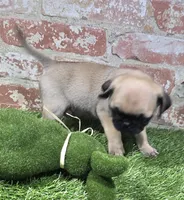 botsy, a male Pug for sale in Donnellson, IA – Photo 2 of 5