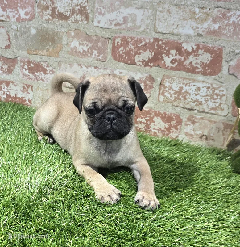 botsy – Pug puppy for sale in Donnellson, IA