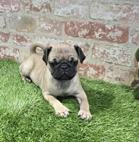 botsy, a male Pug for sale in Donnellson, IA – Photo 3 of 5