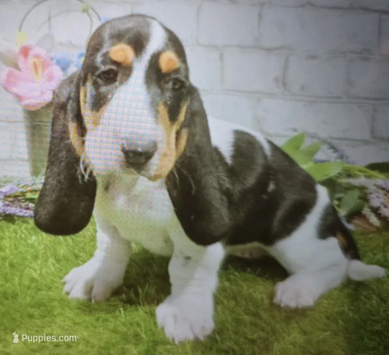 marsha – Basset Hound puppy for sale in Donnellson, IA