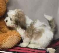 mika, a male Bichon Frise and Shih Tzu for sale in Donnellson, IA – 2 of 4