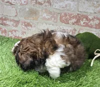 micky, a male Shih Tzu for sale in Donnellson, IA – Photo 2 of 5