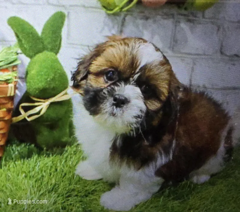 micky – Shih Tzu puppy for sale in Donnellson, IA