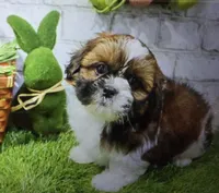 micky, a male Shih Tzu for sale in Donnellson, IA – Photo 5 of 5