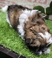 micky, a male Shih Tzu for sale in Donnellson, IA – Photo 3 of 5