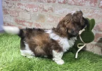 micky, a male Shih Tzu for sale in Donnellson, IA – Photo 4 of 5