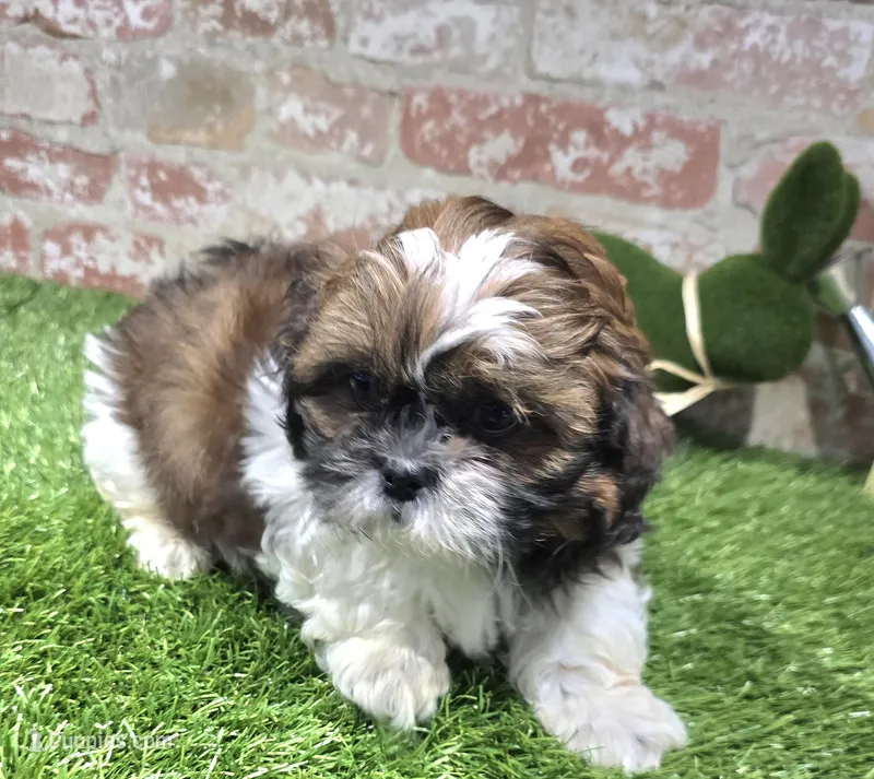micky – Shih Tzu puppy for sale in Donnellson, IA